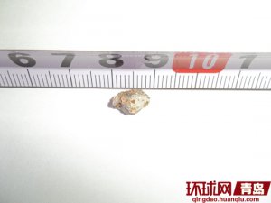 ��ȫ���ӳԳ�������ʯ�� ���ҳ�δ�ӹ�����Ͷ��